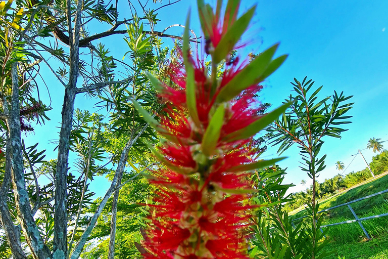 Penang: Cameron Highlands Private Tour with Tea Plantation