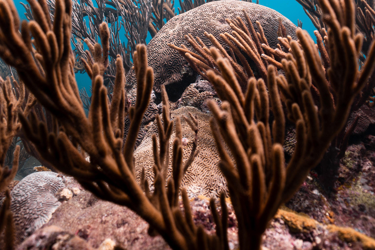 Fun Dives in Tayrona National Park's Coral Reefs