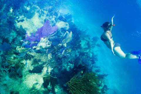 Excursion avec masque et tuba : à la recherche de tortues dans la lagune de récifs de MahahualExcursion avec masque et tuba : à la recherche de tortues dans le lagon de Mahahual