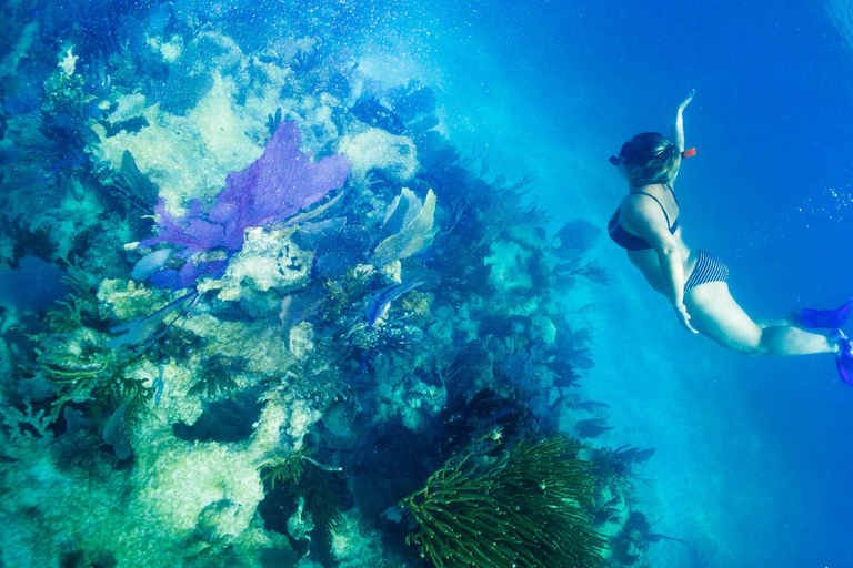 Snorkeltour: zoeken naar schildpadden bij de Mahahual-riflaguneSnorkeltour: schildpadden zoeken bij de Mahahual-riflagune