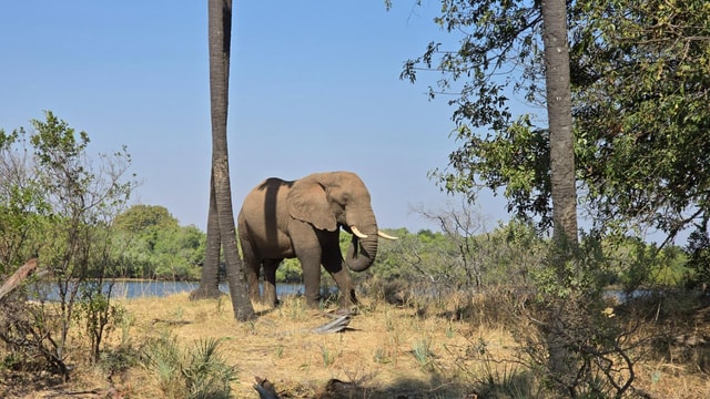 Livingstone: Game Drive And Rhino Walk Experience