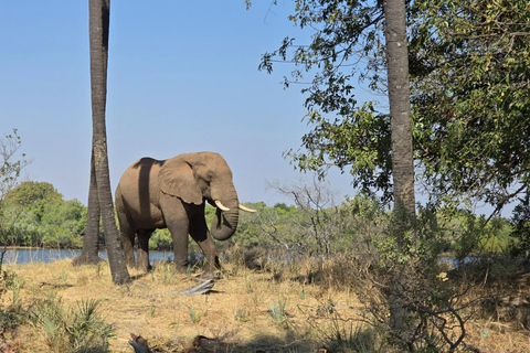 Livingstone: Game Drive And Rhino Walk Experience