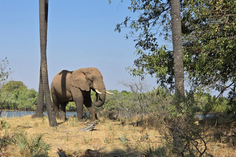 Livingstone: Game Drive And Rhino Walk Experience
