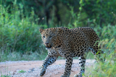 Jaipur: Half-Day Jhalana Leopard Safari with Guide
