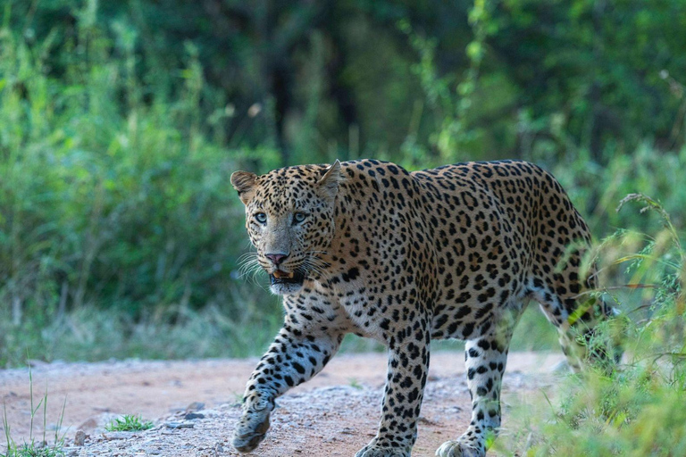 Jaipur: Half-Day Jhalana Leopard Safari with Guide