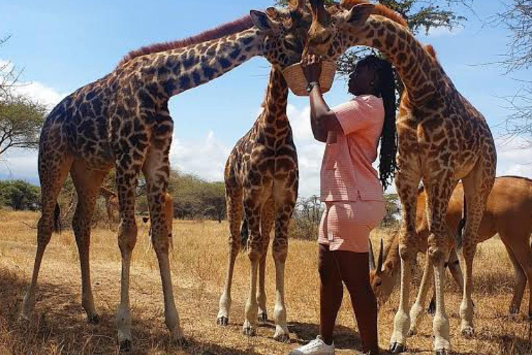 Arusha: Viagem de 1 dia com animais selvagens Serval com safari e almoço