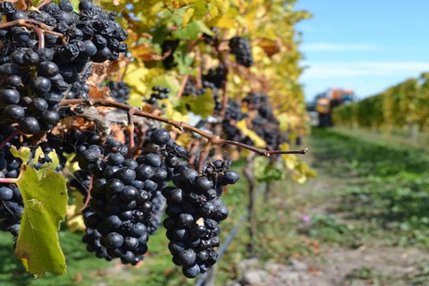 Christchurch: Waipara Valley Wine Tour with Tastings