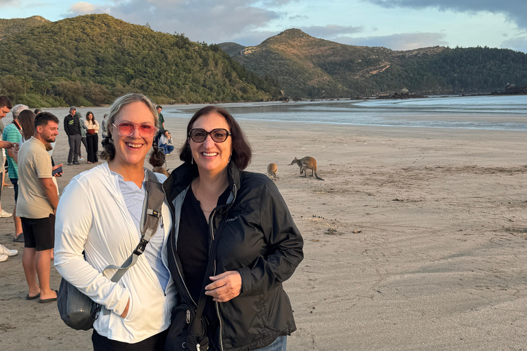 Airlie Beach: Eco Sunrise Kangaroos & Drovers Breakfast Tour