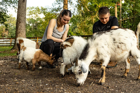 Houston: Adorable mini goats experience e Crosby: Adorable mini goats experience e