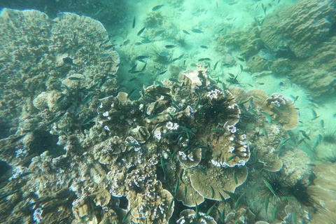 Pattaya: Coral Island Hopping Tour with Snorkeling and Kayak Pattaya: Coral Island Hopping Tour with Playground