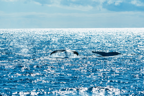 Excursión de 2,5 horas de avistamiento de ballenas Spirit of Gold Coast