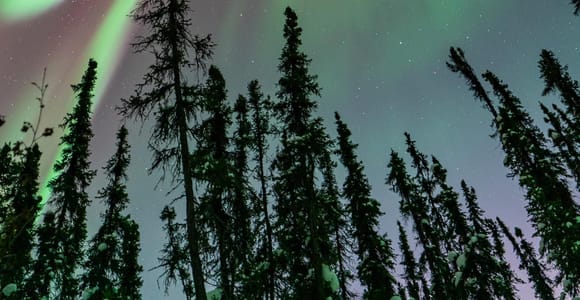 Fairbanks: Aurora Borealis Northern Lights Tour