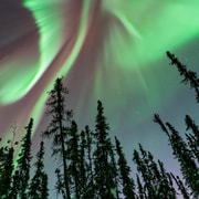 Fairbanks: Aurora Borealis Nordlichter Tour