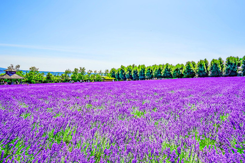 Hokkaido Summer Day Trip: Patchwork Road&Shikisai no Okas Depart from Sapporo Tokyu REI Hotel (without lunch)