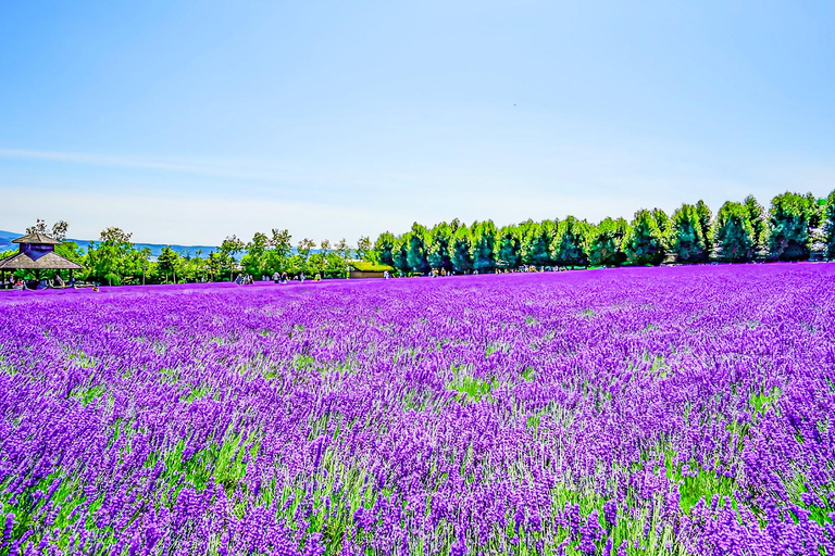Hokkaido Summer Day Trip: Patchwork Road&Shikisai no Okas Depart from Sapporo Tokyu REI Hotel (without lunch)