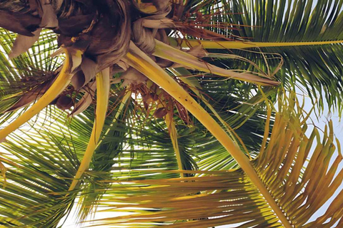 Punta Cana: Samaná Bay Whale Watching & Cayo Levantado