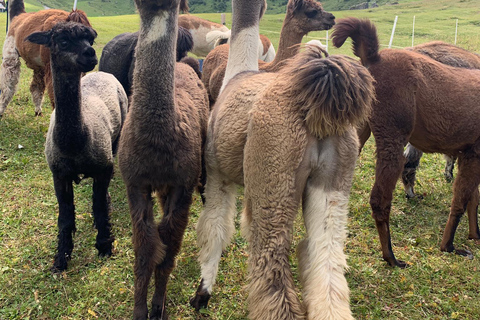 Triesenberg: Vandra med lamor i bergen