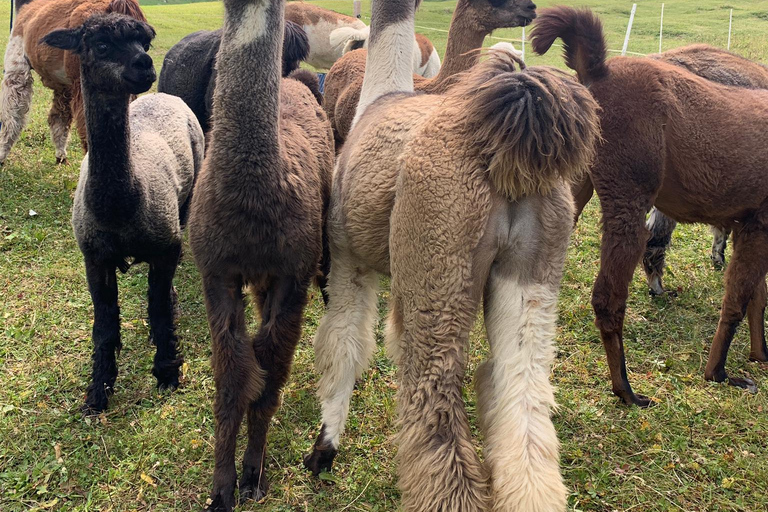 Triesenberg: Vandra med lamor i bergen