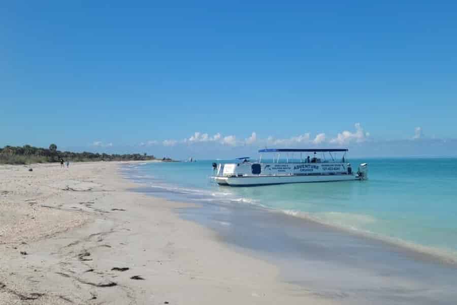 Von Treasure Island aus: Delfinbeobachtung und Muschelschalen-Kreuzfahrt. Foto: GetYourGuide