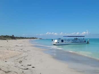 De Treasure Island: Cruzeiro de observação de golfinhos e marisco