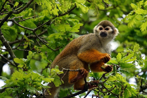 6 dias de aventura na Amazônia saindo de Iquitos