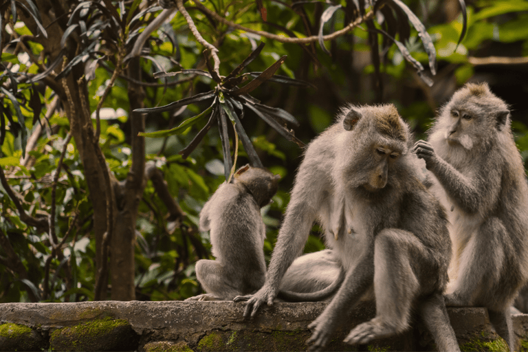 Bali: Ubud Tour with Sacred Monkey Forest & Rice Terraces