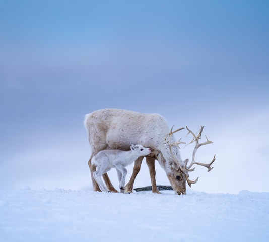 From Alta: Sami Spring Reindeer Calving Experience