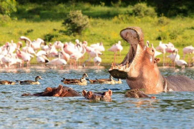 Nairobi: tour di un giorno del Parco Nazionale di Nakuru e del Lago NaivashaTour giornaliero del Parco Nazionale Nakuru e del Lago Naivasha a pagamento