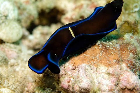 Lombok: Secret Gilis Island-Hopping and Snorkeling Tour