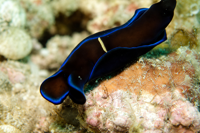Lombok: Secret Gilis Island-Hopping and Snorkeling Tour
