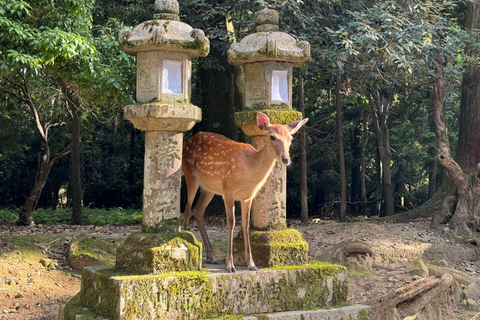 Nara: Highlights of Nara in 3 hours - Private Tour