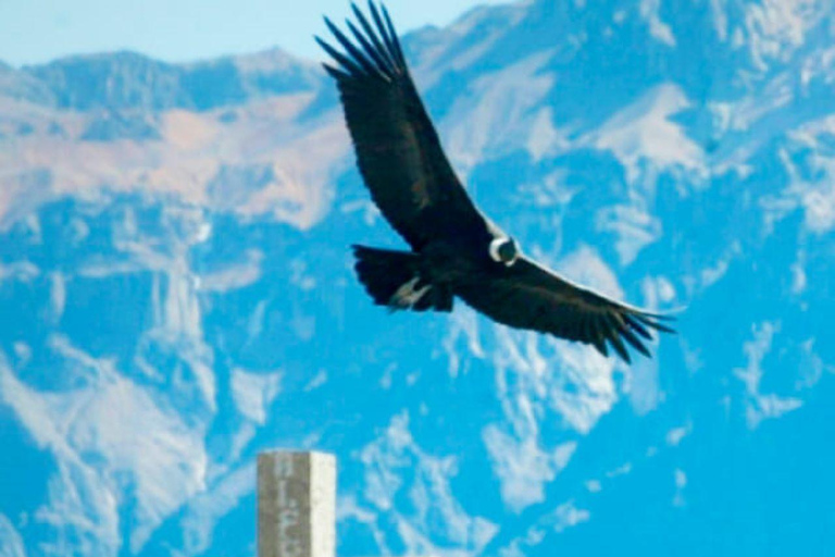 Aventure de 2 jours dans le Canyon de Colca depuis Arequipa + Hôtel