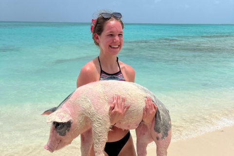 Rose Island Halbtagescharter mit schwimmenden Schweinen. (inkl. Mittagessen)