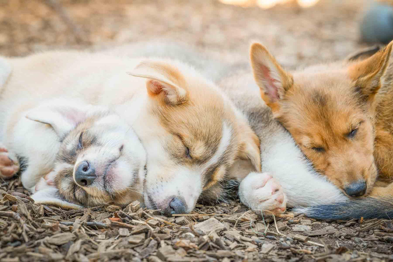Tromsø: ontmoet husky&#039;s en geniet van zelfgemaakte chocoladetaart