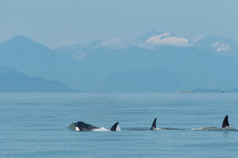 Vancouver: Open-air Whale Watching Tour, Granville Island