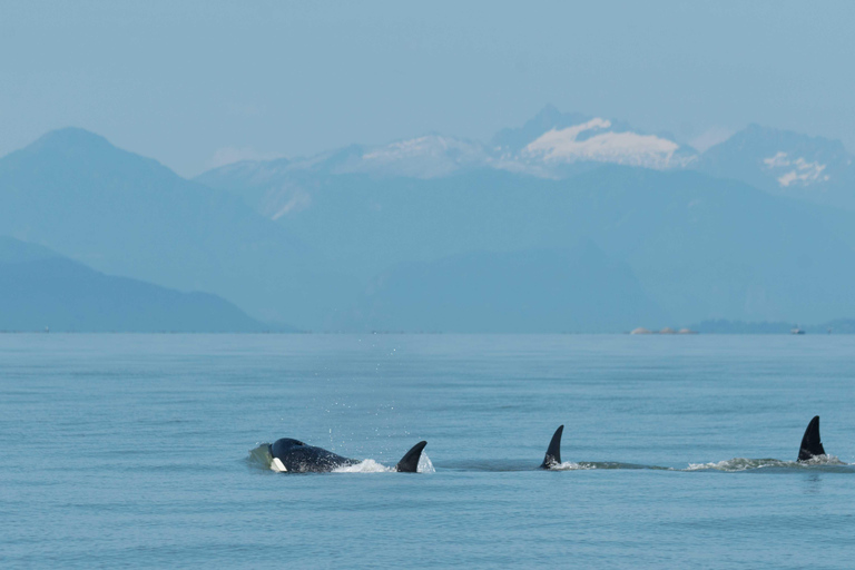 Vancouver: Open-air Whale Watching Tour, Granville Island