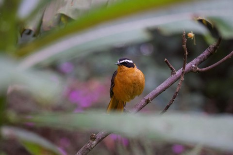 Kigali: 5-Day Birdwatching Tour Across Rwanda