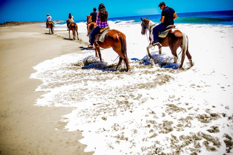 Cabo San Lucas: Horseback Riding on the Beach Experience Migriño Horseback Riding PRO