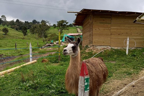 MEDELLIN: WYCIECZKA MLECZARSKA + SZWAJCARIA KOLUMBIJSKA