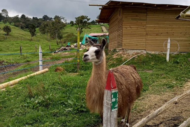 MEDELLIN: WYCIECZKA MLECZARSKA + SZWAJCARIA KOLUMBIJSKA