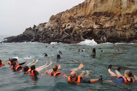 Schnellboottour zu den Palomino-Inseln + Schwimmen mit Seelöwen