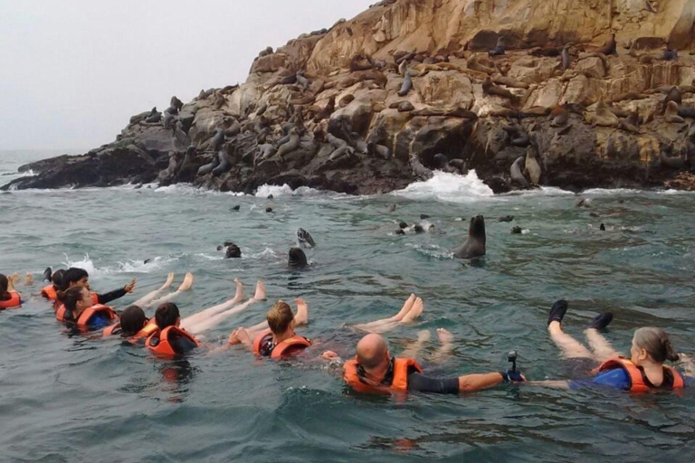 Schnellboottour zu den Palomino-Inseln + Schwimmen mit Seelöwen