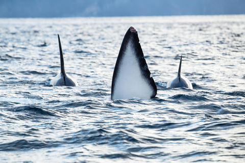 Skjervøy : Excursion en bateau chauffé pour l&#039;observation des orques et des baleines