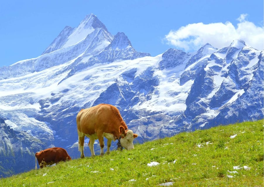 Lucerne, Experience Swiss Countryside on Private Tour by Car - Housity