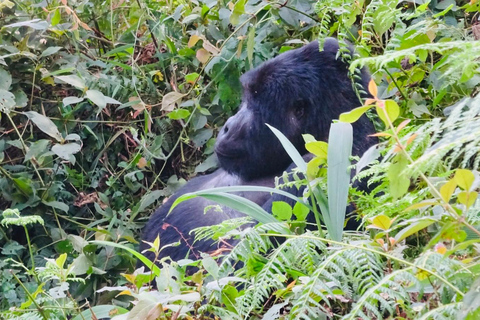 Bwindi gorilla trekking with Queen Elizabeth National Park