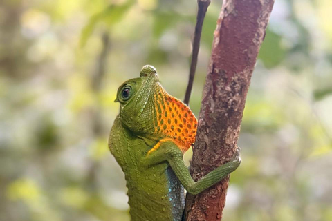 Sinharaja Rainforest Tour with Local Guide