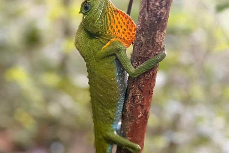 Sinharaja Rainforest Tour with Local Guide