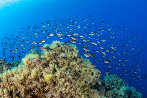Introductory dive in Marseille Introductory diving lesson in Marseille