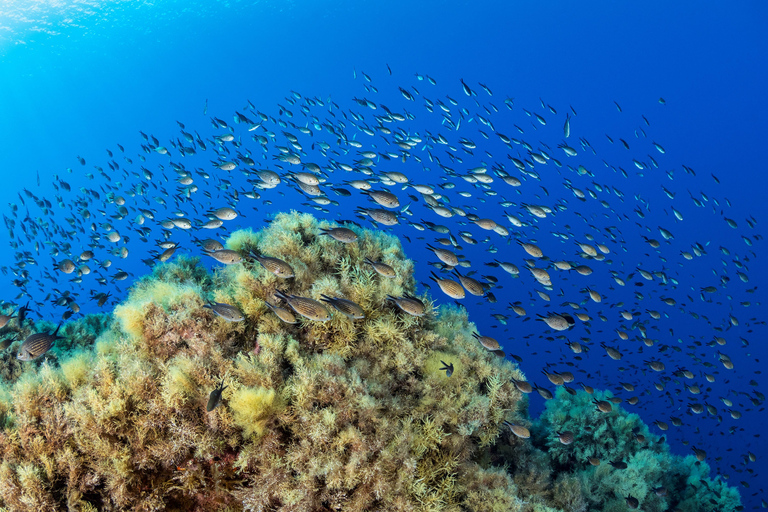 Introductory dive in Marseille Introductory diving lesson in Marseille