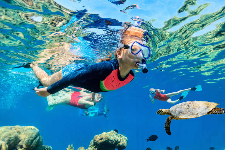 وايكيكي: تجربة الغوص مع السلاحف